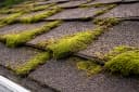Moss growth