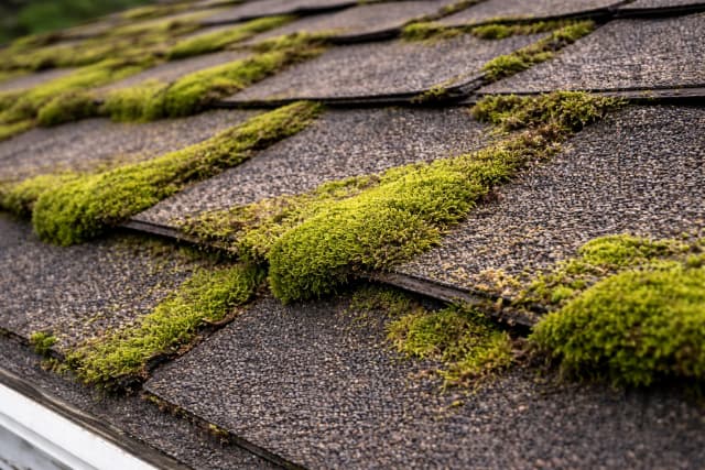 Moss growth